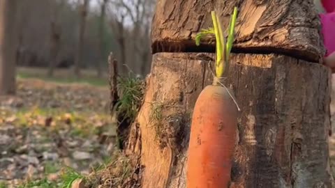 Rabbit eating carrot