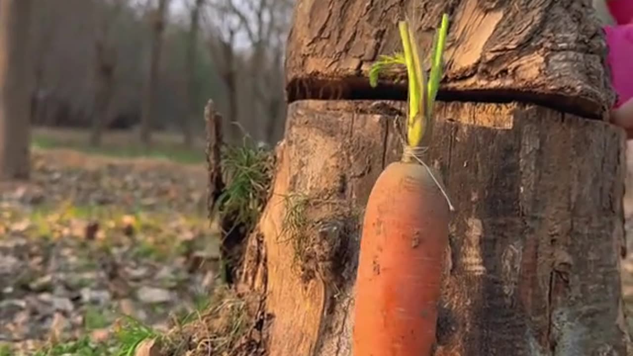 Rabbit eating carrot