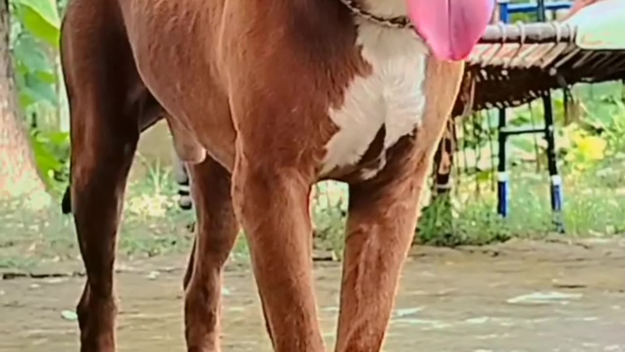 Pitbull Dog #india #hindu