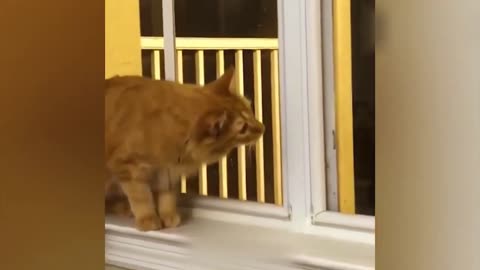 Cats are always funny 😂 || Try not to laugh 😂