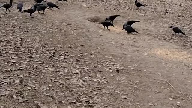 Raven 🕊️ Video By Kingdom of Awais
