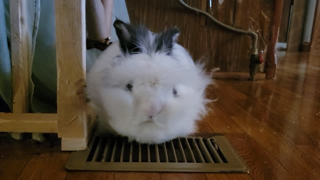 Bunny Beats the Heat