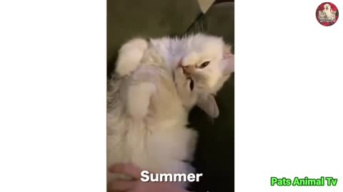 Cutest cats video.