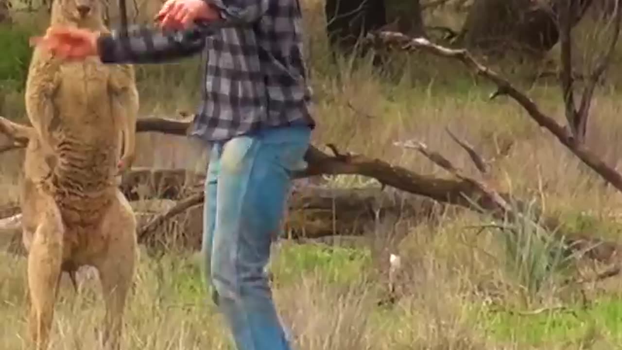 Pet Parent Rescues Pup From Kangaroo Fight!