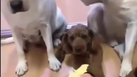 Dog Snitch