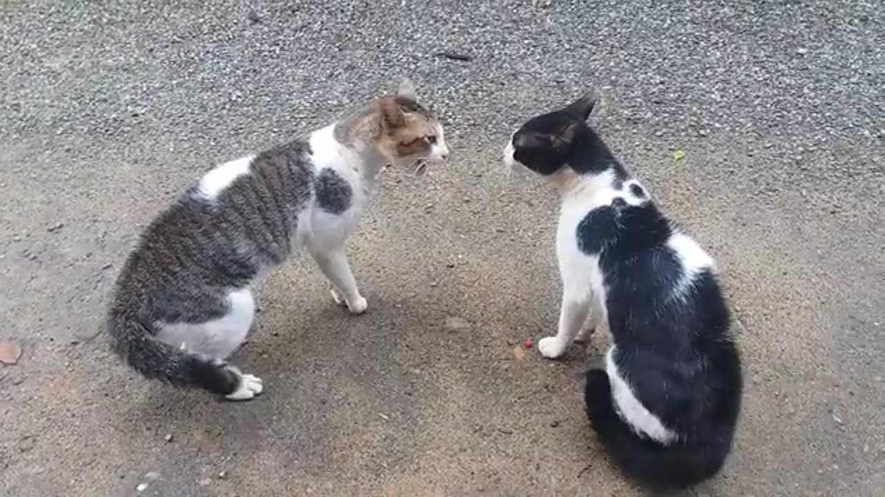 Cats fighting with sound