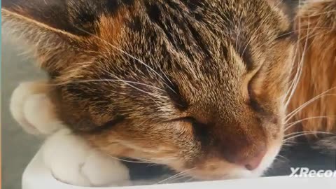 cute lazy cat spent her time