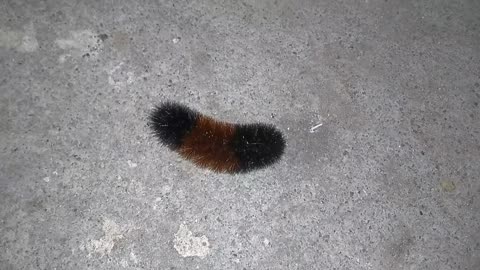 Woollybear Caterpillar