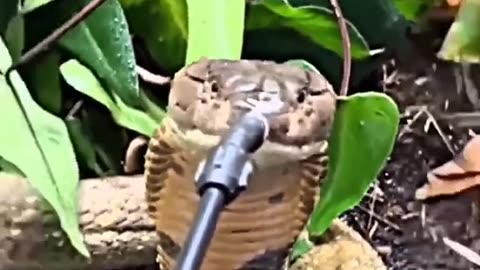 Snake video