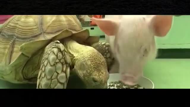 A turtle and a pig grab food, the pig is very angry