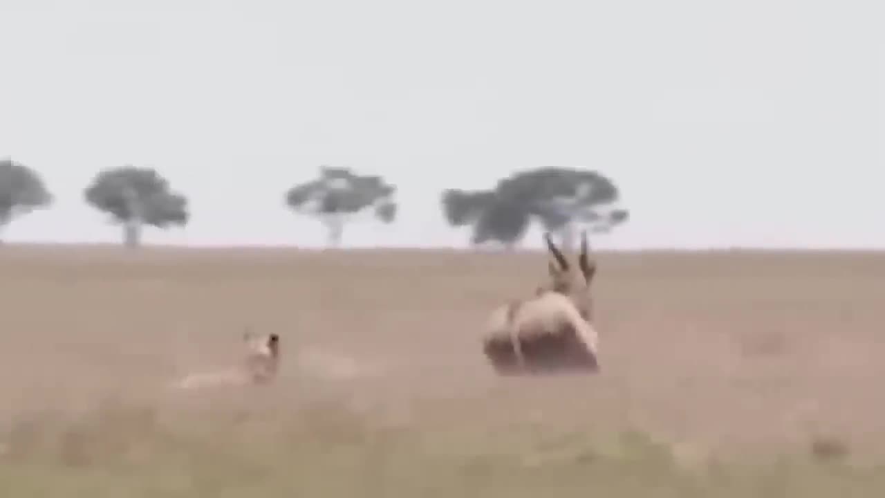 Brave Gemsbok Take Down LIONS With Their Horns To Save Baby Gemsbok Escape - Snake vs Lizard