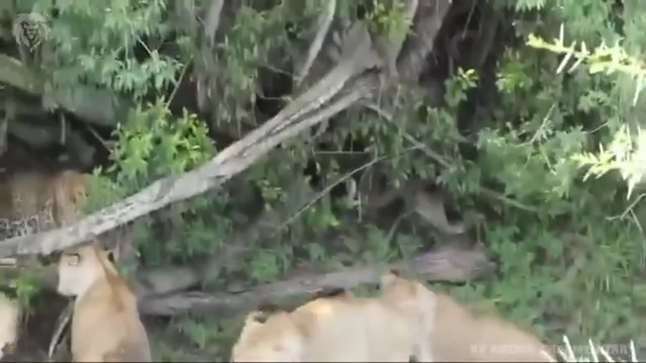 Extreme fight Big Leopard vs Lion, Wild Animals Attack