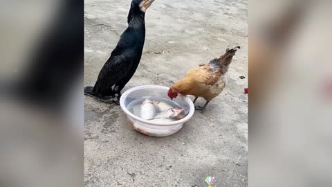 This chicken tried its best, but he couldn't take the fish with him