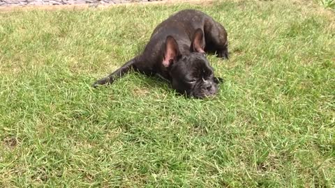 French Bulldog puppy has an itchy bum