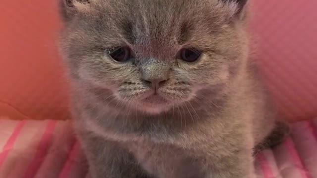 The cat just woke up