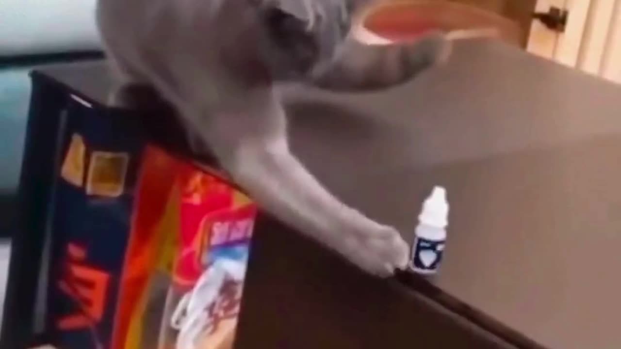 cat lesson