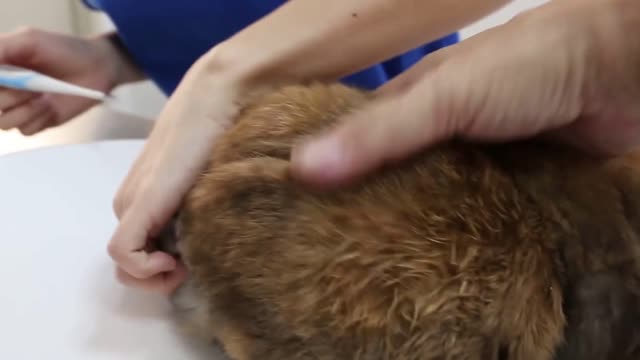 A Rabbit With Urinary Tract Infection Is Hospitalized