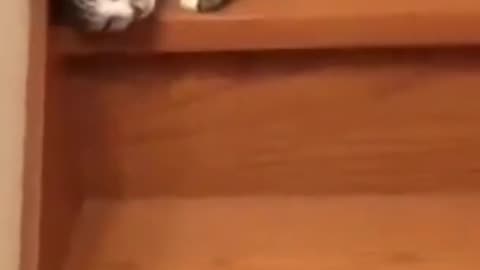 Cat funny video clips 🤣🤣🤣🤣