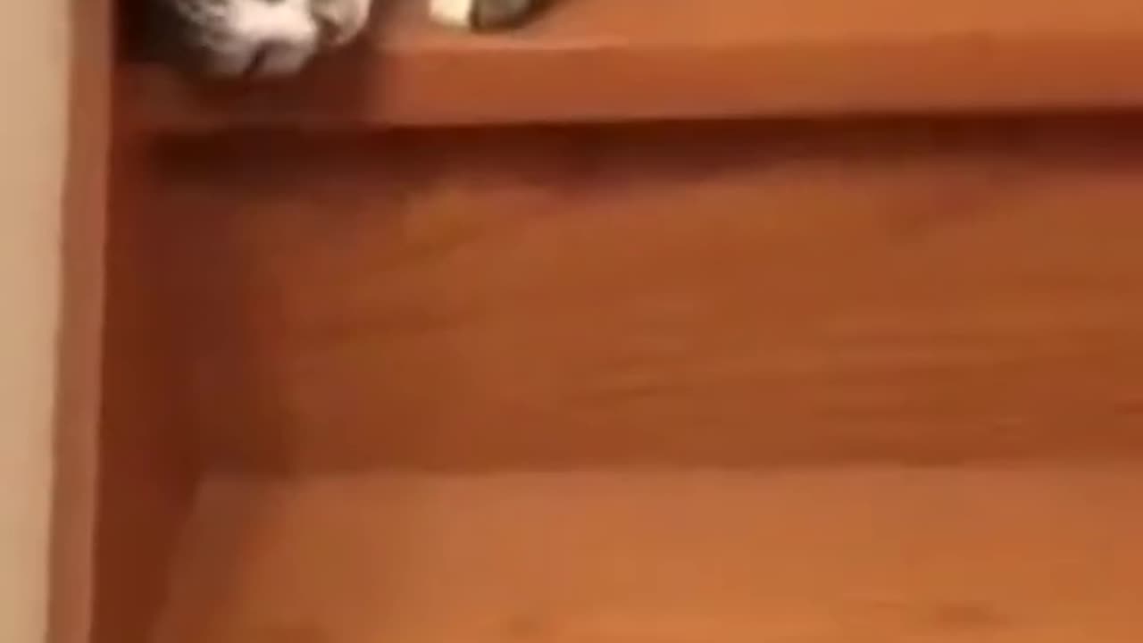 Cat funny video clips 🤣🤣🤣🤣