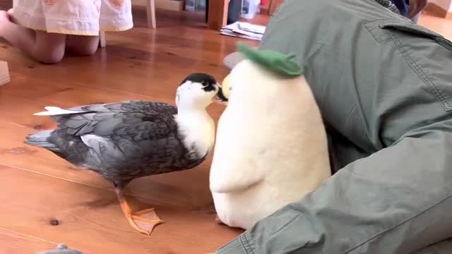 Ochocho Always Wants to Play with Someone! (Our Pet Call Duck)_Cut