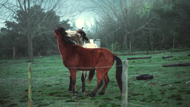 Nice 2 horses playing in natural