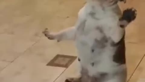 Dog is dancing wild. Cute video in the internet today