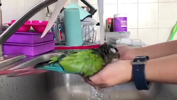 parrot loves talking