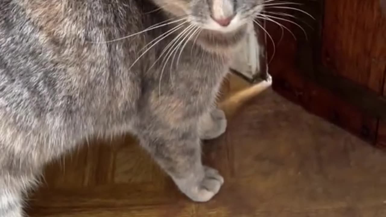 soundts that attratcs cat_meow tomake cat come to you
