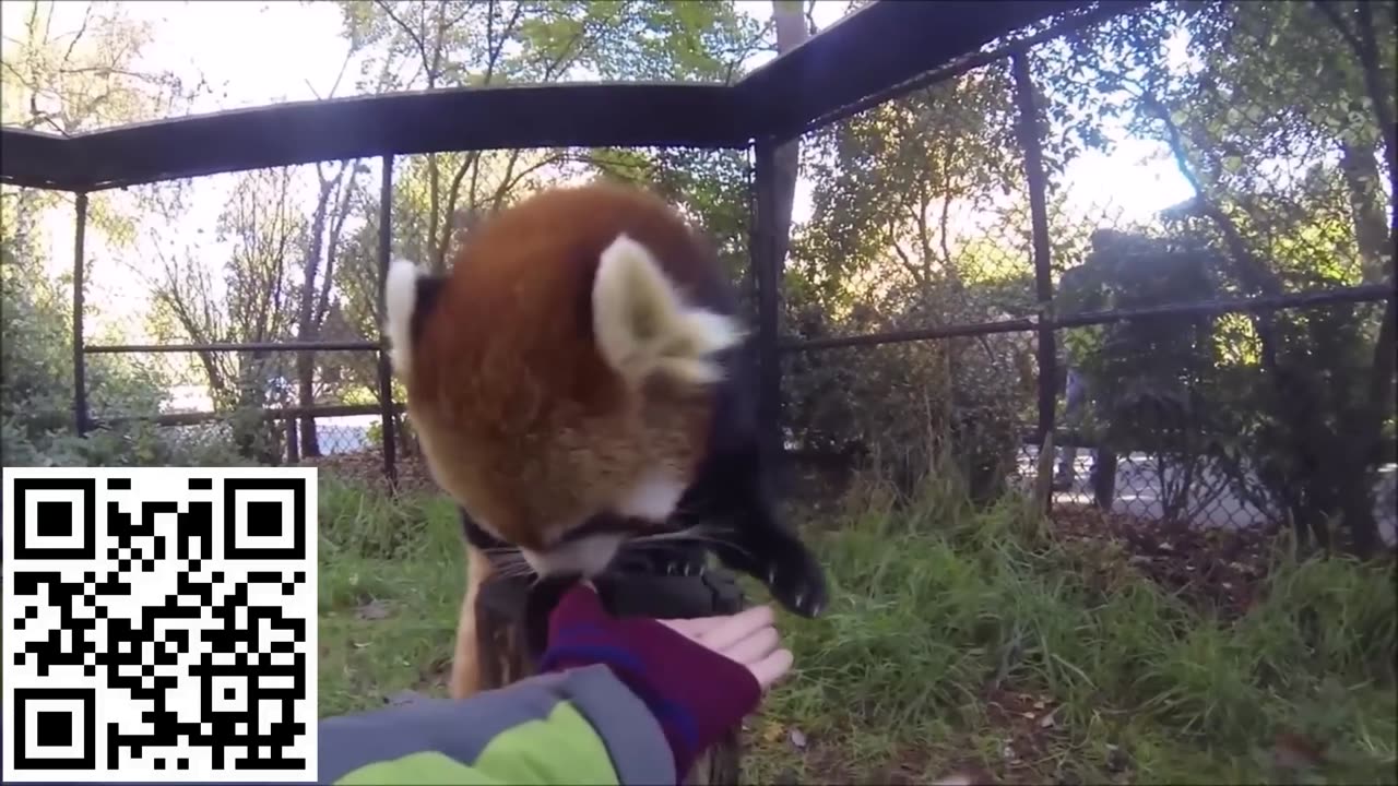 Most Adorable Red Panda - CUTEST Compilation