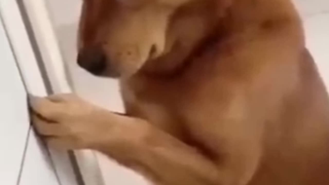 Funy dog