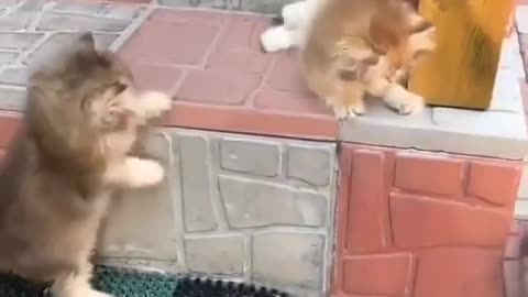 Love This Cuteness