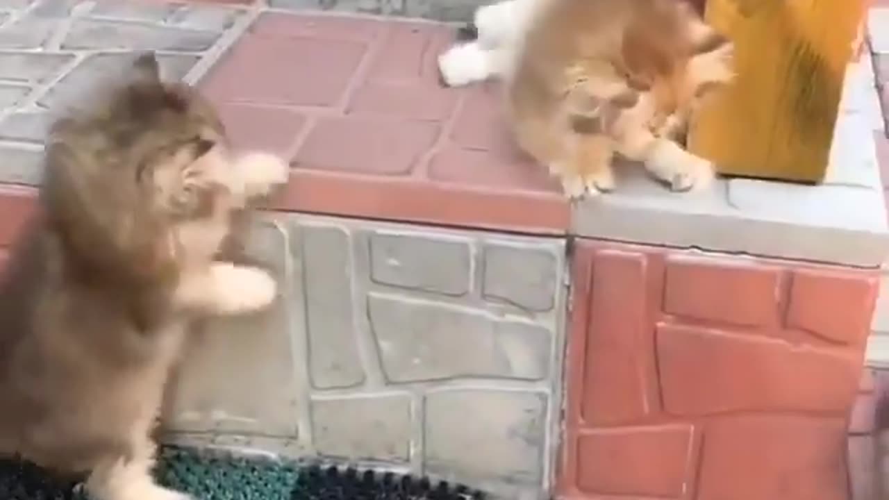 Love This Cuteness