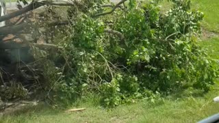 Crash - Into deep ditch snaps tree and burns Veh out