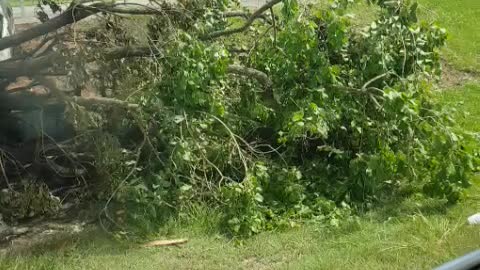 Crash - Into deep ditch snaps tree and burns Veh out
