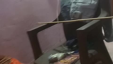 Rat eating