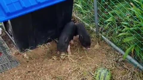 cute pig playing