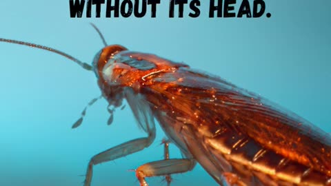 Fun Fact - Cockroaches