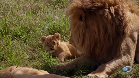 Adorable Lion Cubs Frolic as their Parents Look On