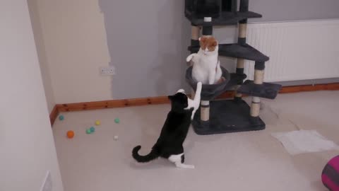 Cat Fight