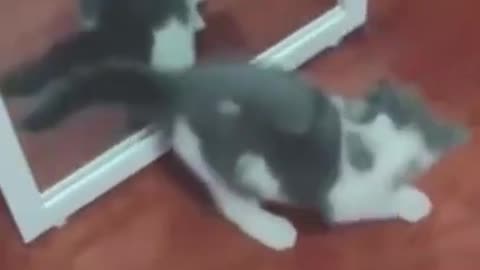 Dog&Cat Funny video