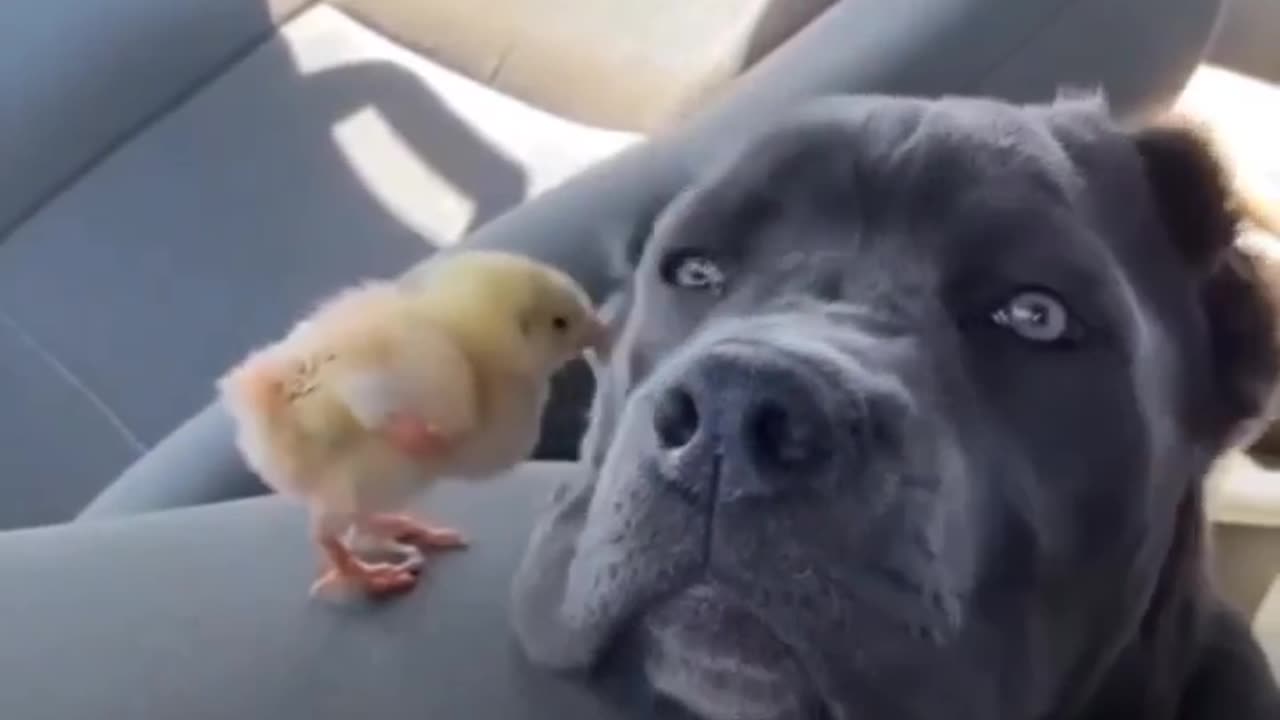 Unlikely friendships make for the best adventures!