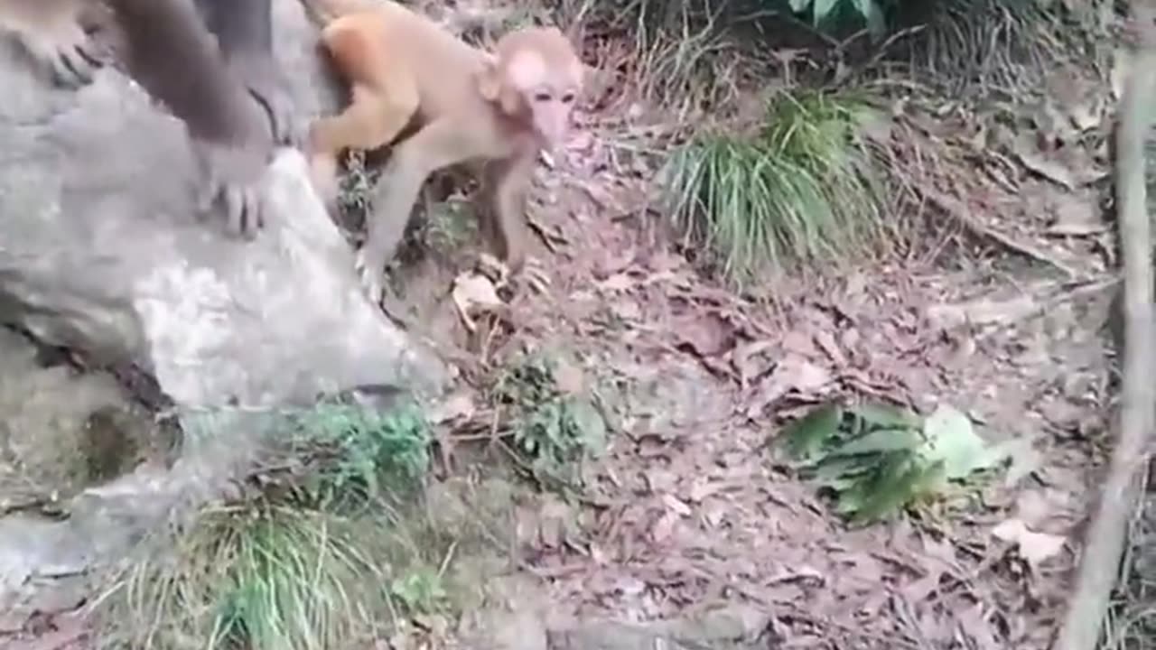 Monkey fight