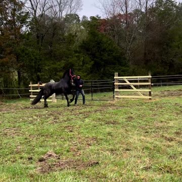 The Black Pearl..Are you interested ? Just $40,000USD
