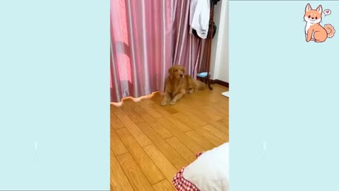 Funny Dog Compilation