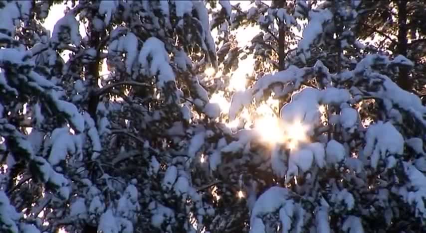 Reindeer in Lapland in Finland - tourism video about Finnish Reindeer porot Finnish Lapland Travel