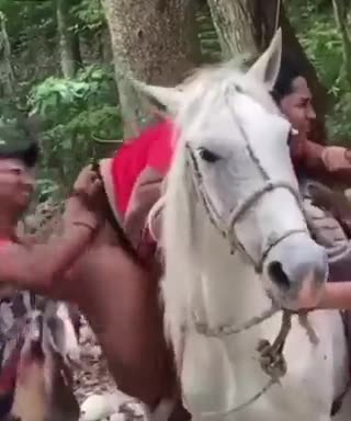 funniest videos||funny donkey||funny monkey||funny animals