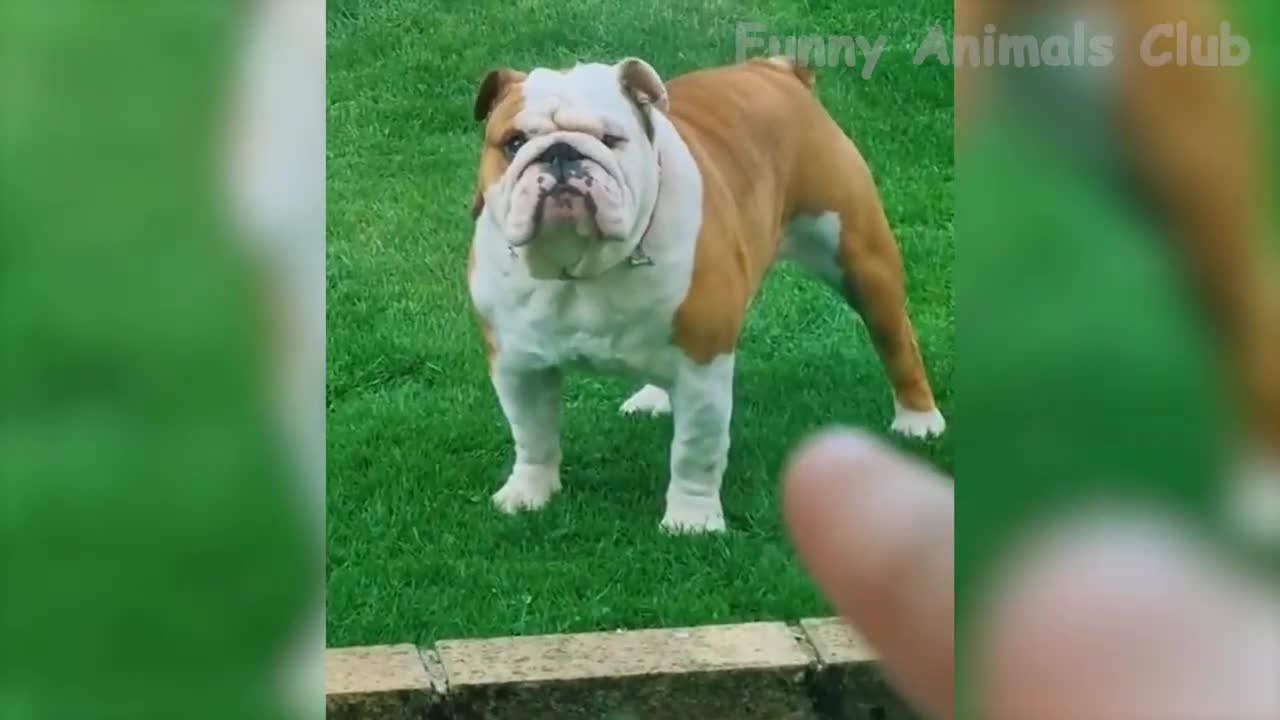 funny video of animals