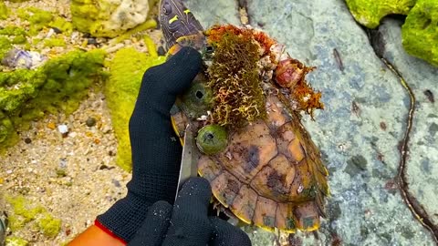 Lucky sea turtle were rescued in time to remove barnacles and the net clinging to the shell