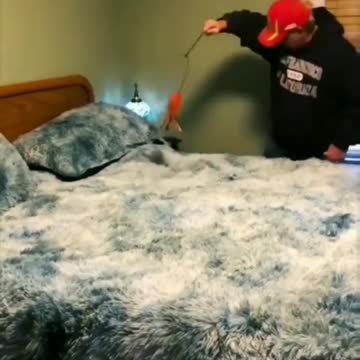 "Feline Frenzy: A Hilarious Look at Cats at Play."