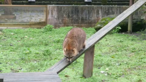 Animals from all over the animal kingdom
